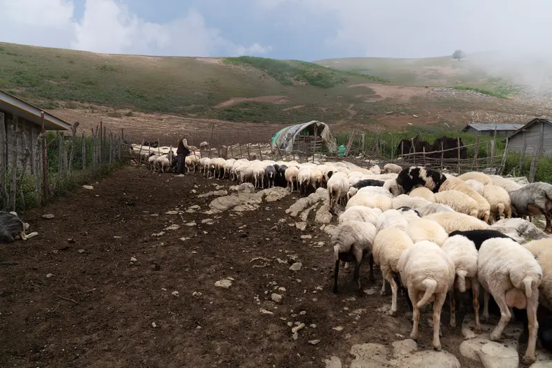 The Sheepfold