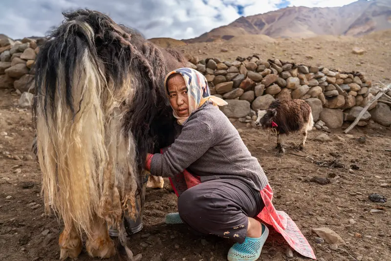 Morning with the Yak