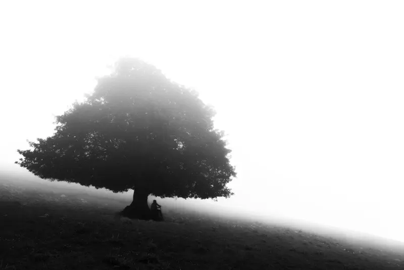 Under the Great Tree