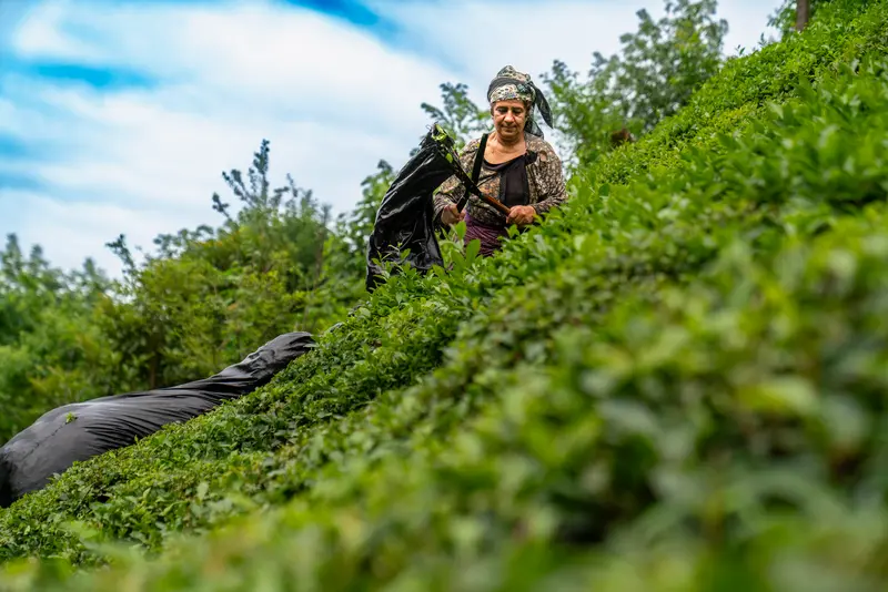 Harvest on the Slope