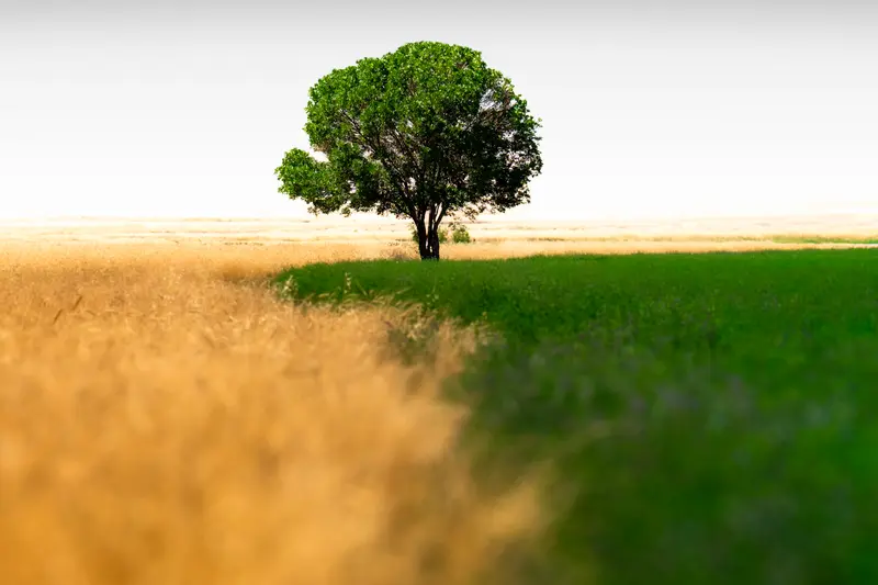 The Lone Tree