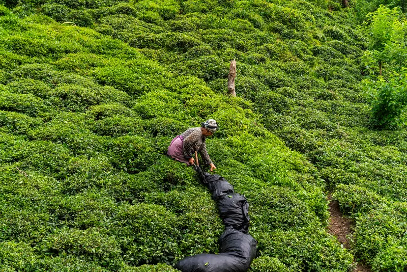 The Tea Serpent III