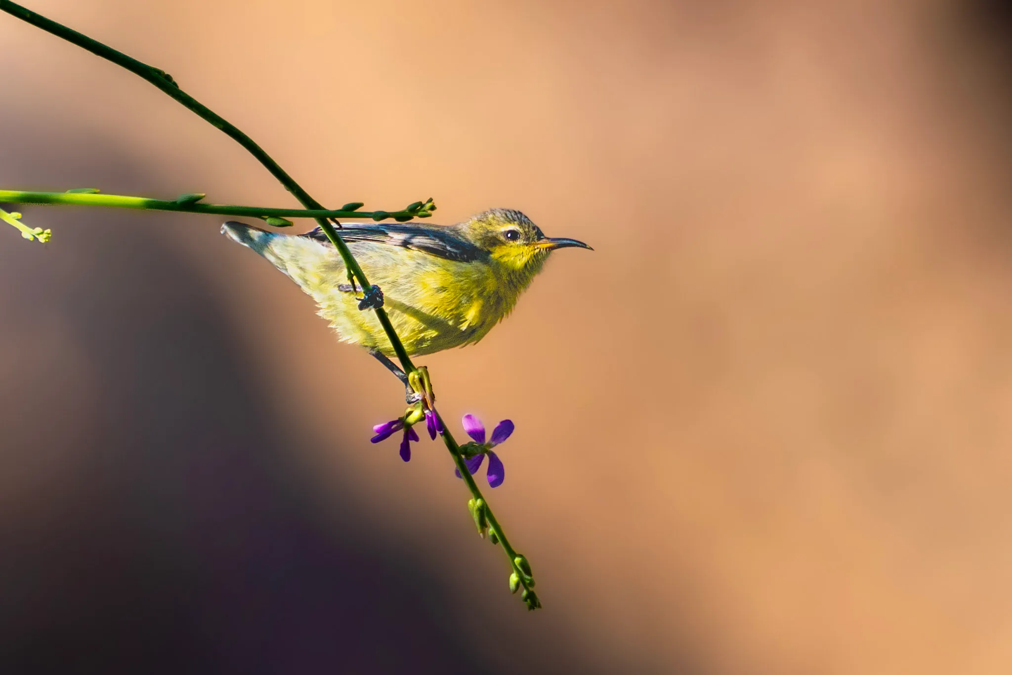 The White-Eye and the Flower