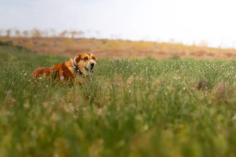 Guardian of the Meadow