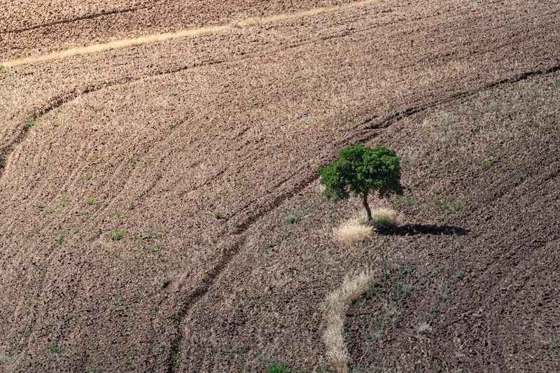 Tree in the Furrows
