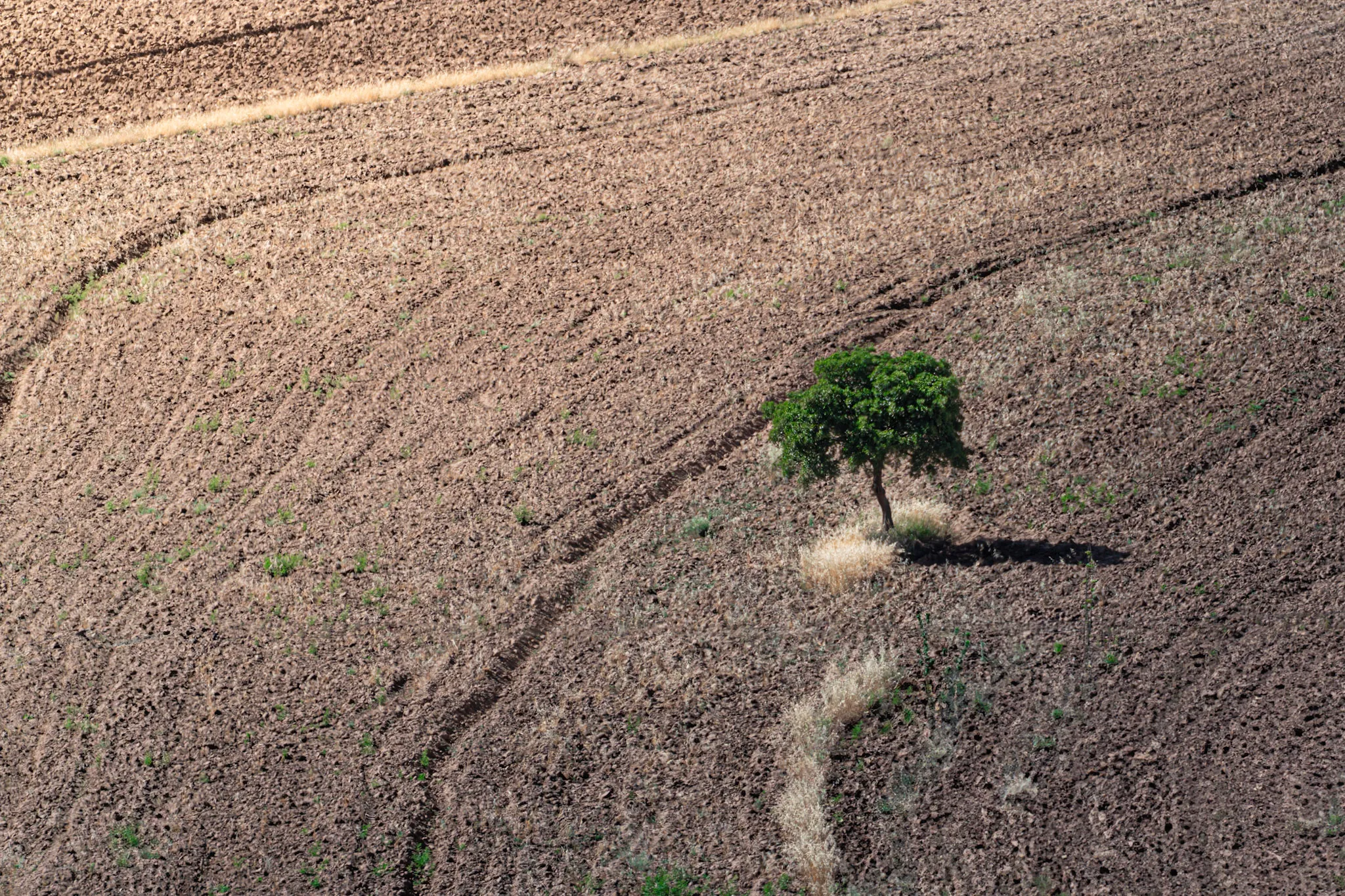 Tree in the Furrows