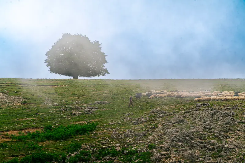 Tree, Sky, Flock III