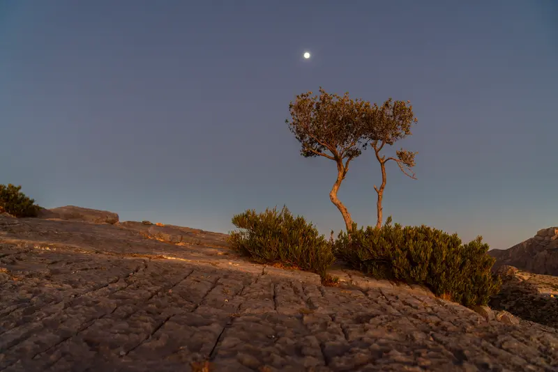 Juniper and Moon III