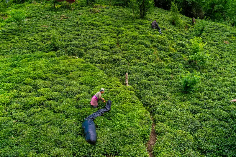 The Tea Serpent II
