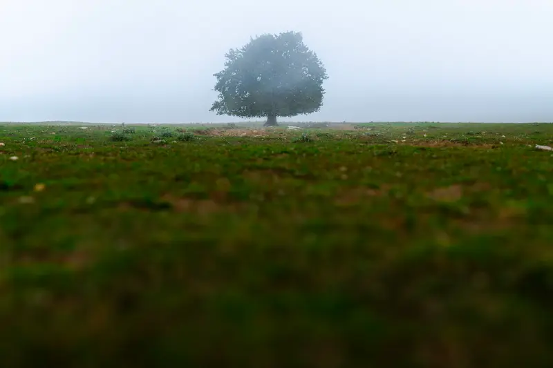 The Fog Lifts