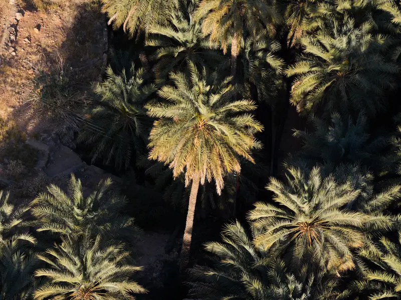 Palm Crowns