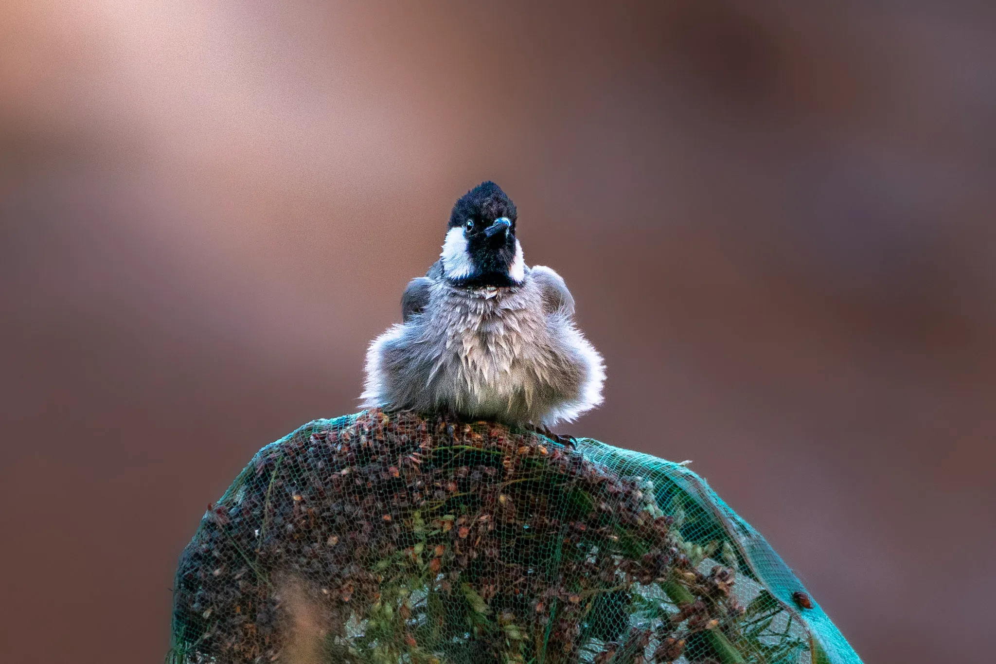 Fluffed for Winter