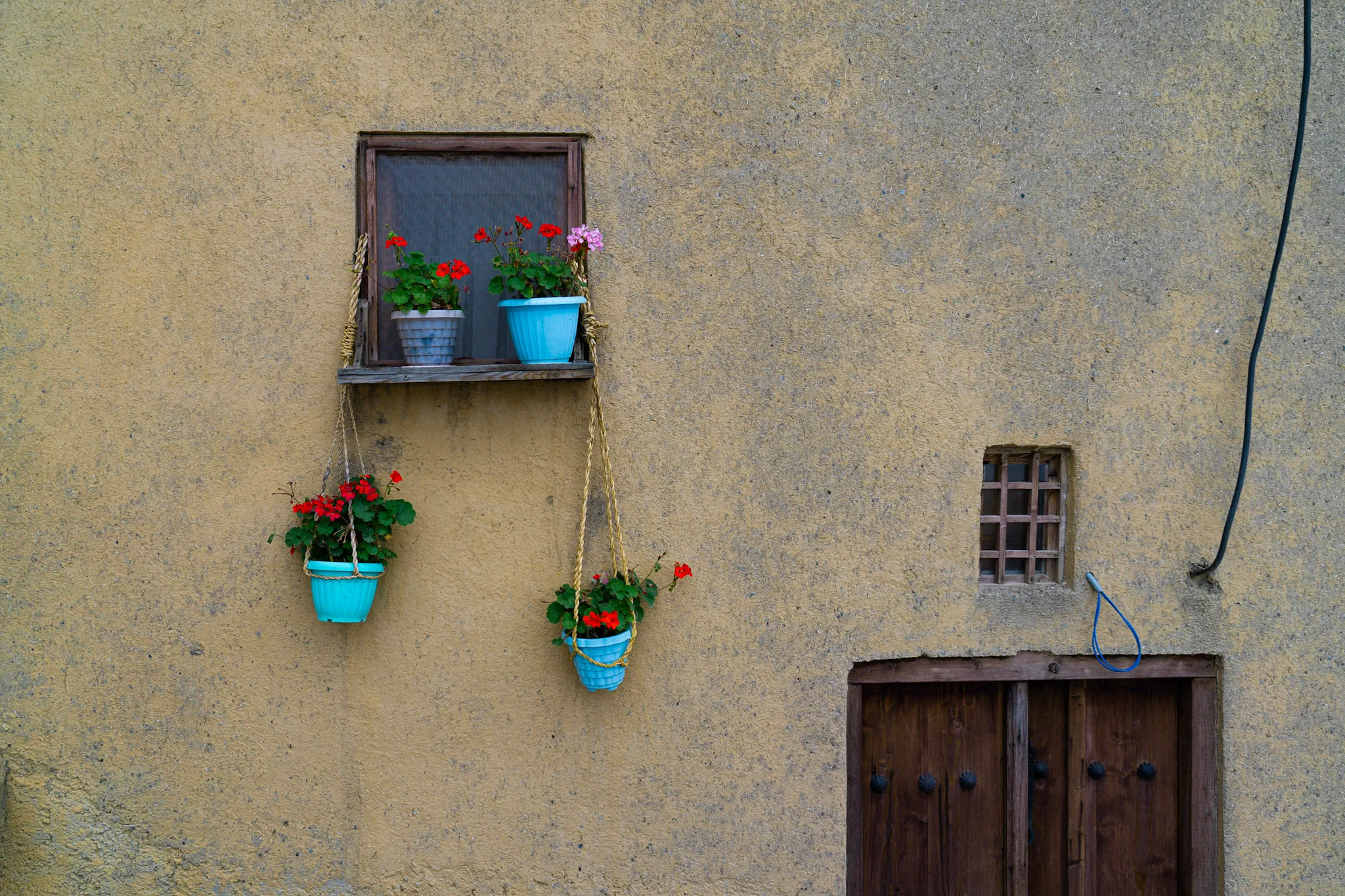 Geraniums on Yellow