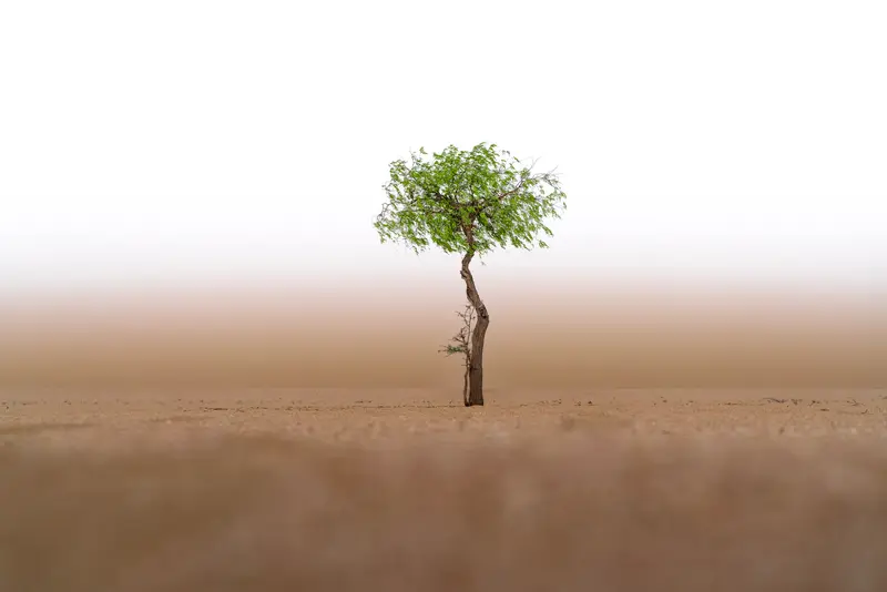 Trees
