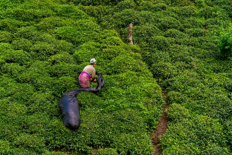 Tea Country