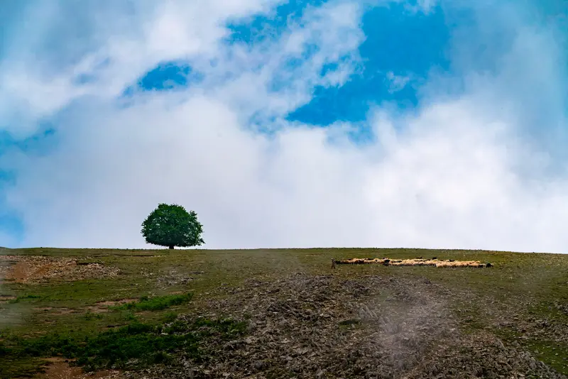 Tree, Sky, Flock