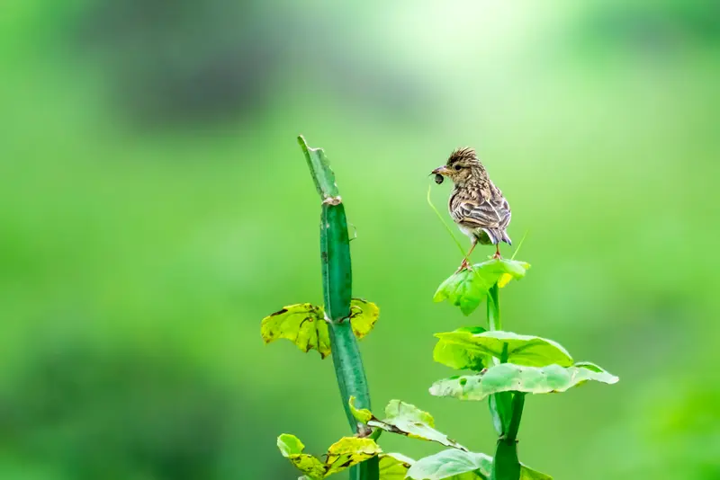 Small Bird, Big Catch