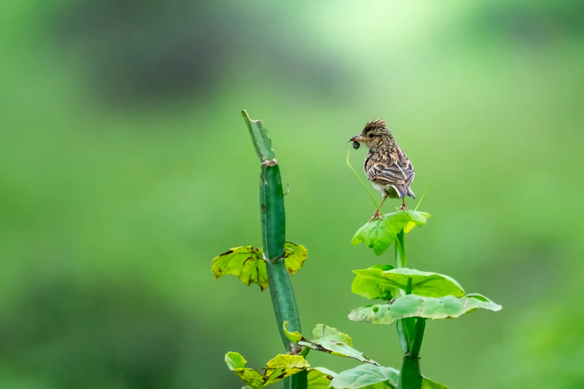 Small Bird, Big Catch