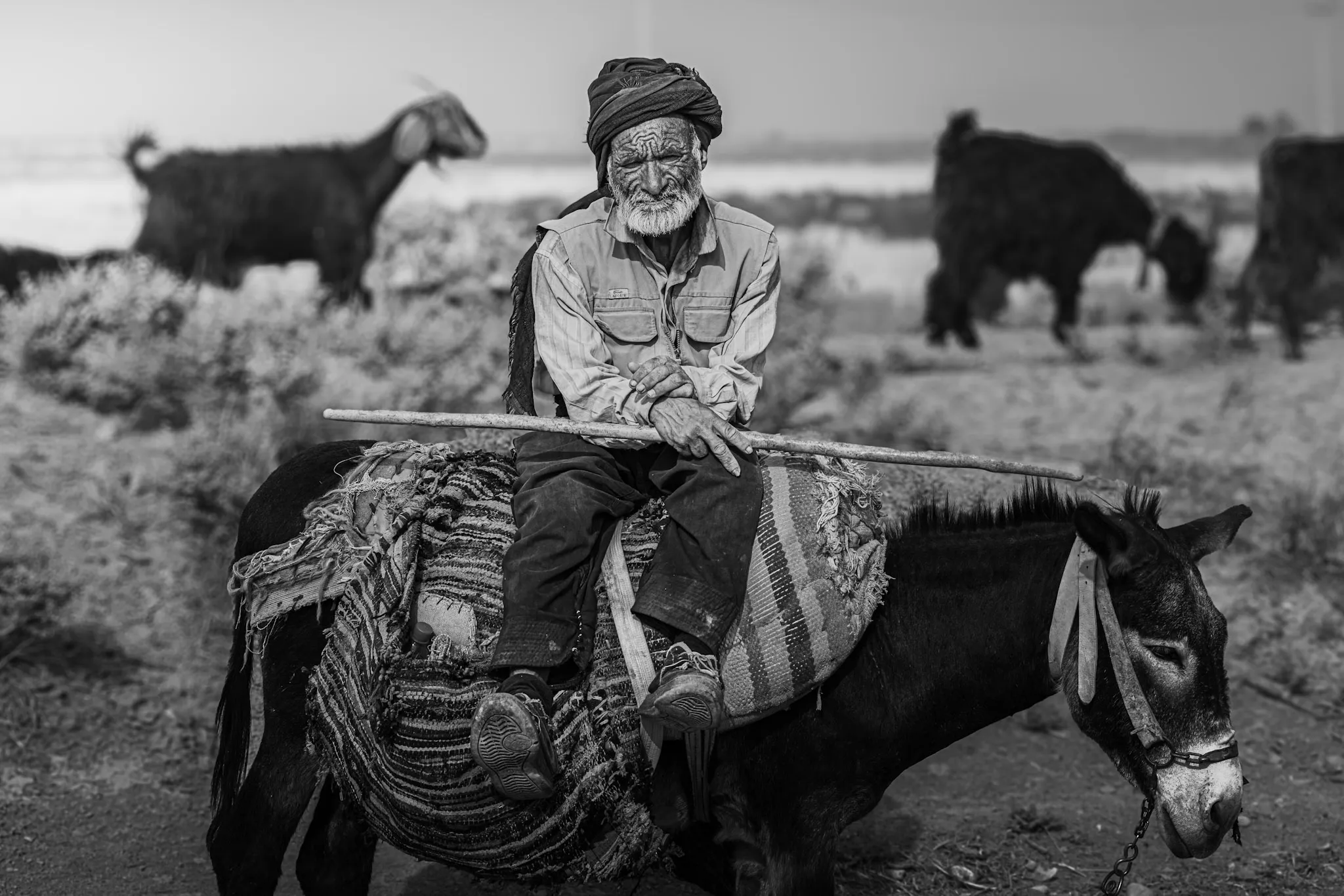 العصا والسرج