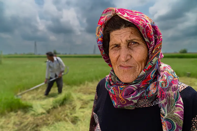 The Rice Harvest