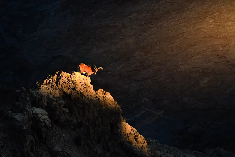 The Tahr's Leap