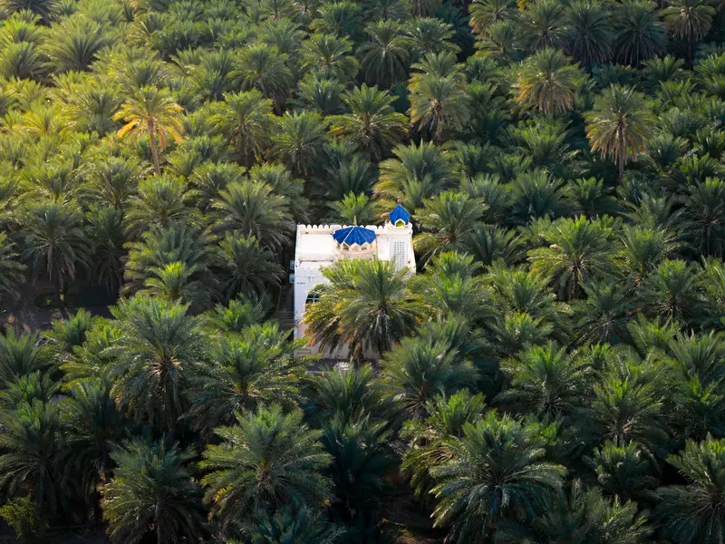 The Mosque in the Palms