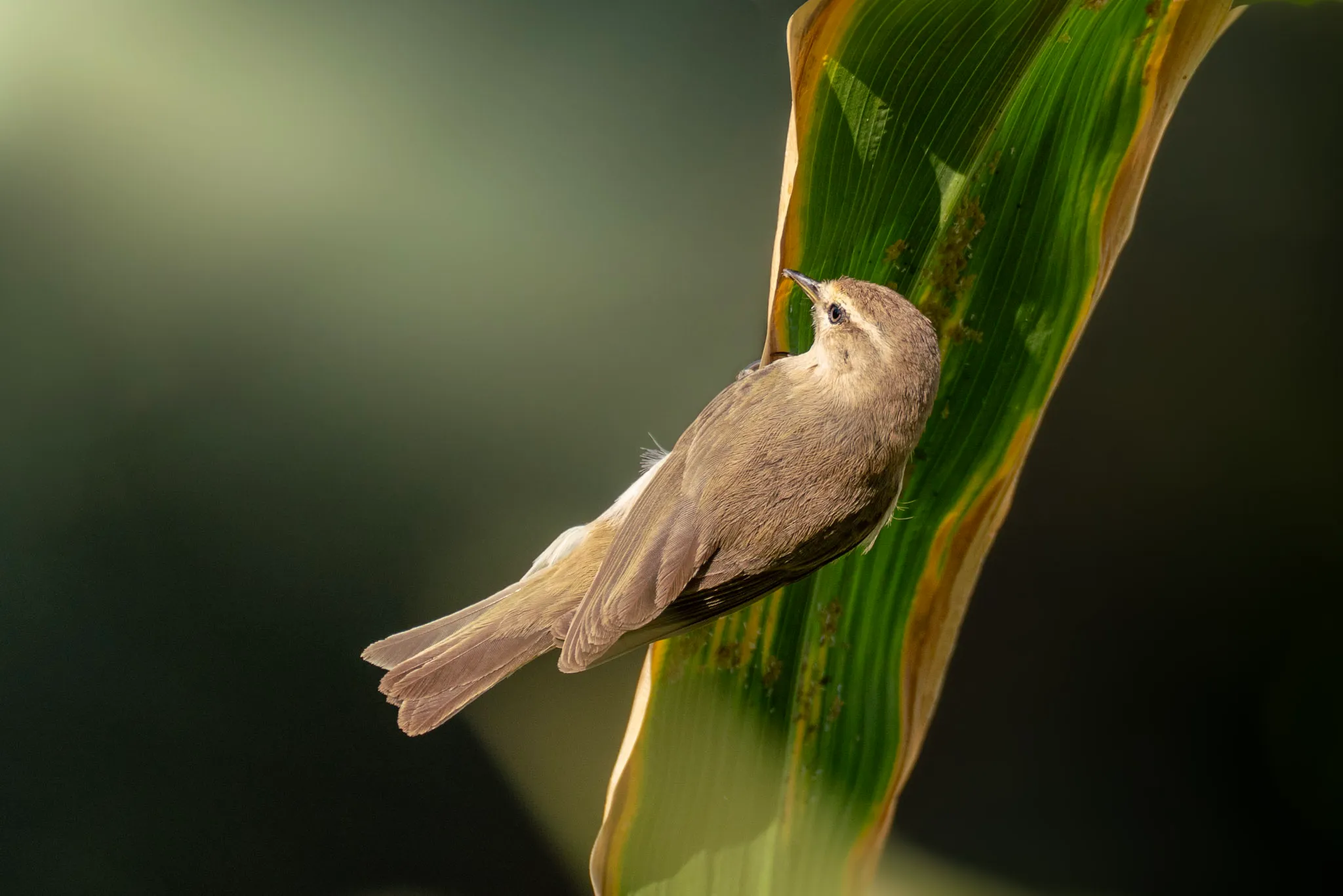 Warbler on the Maize