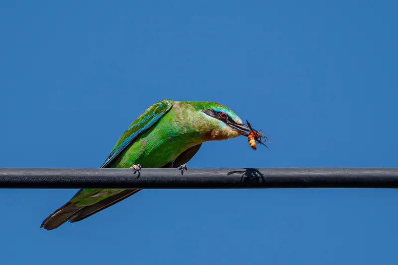 Bee-eater's Lunch