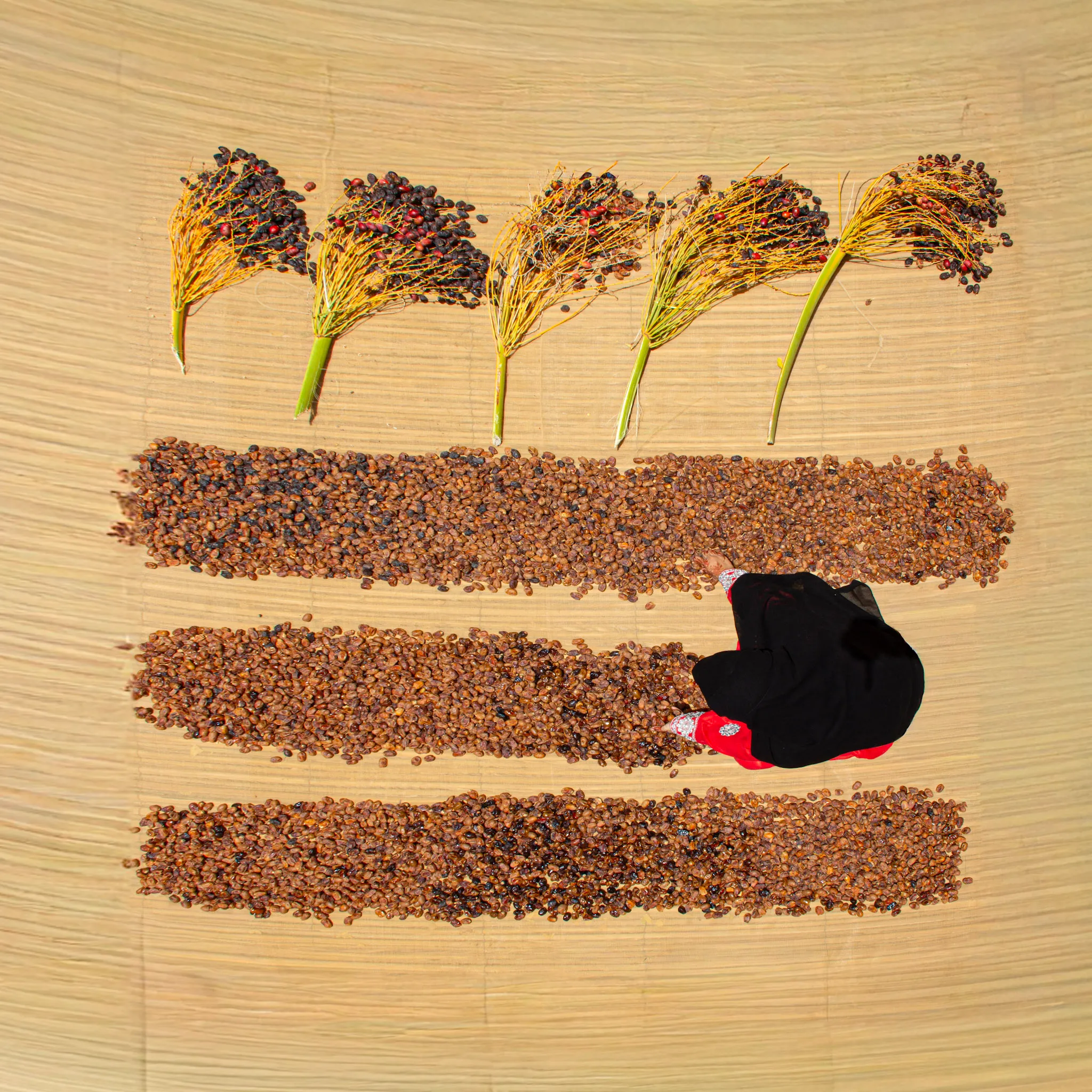 Harvest Lines