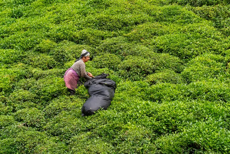 The Tea Picker