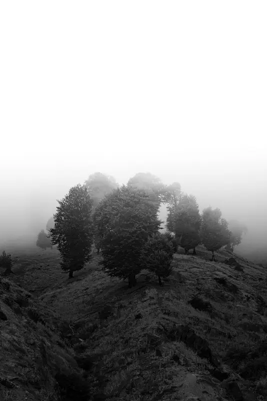 Trees on the Dark Ridge II