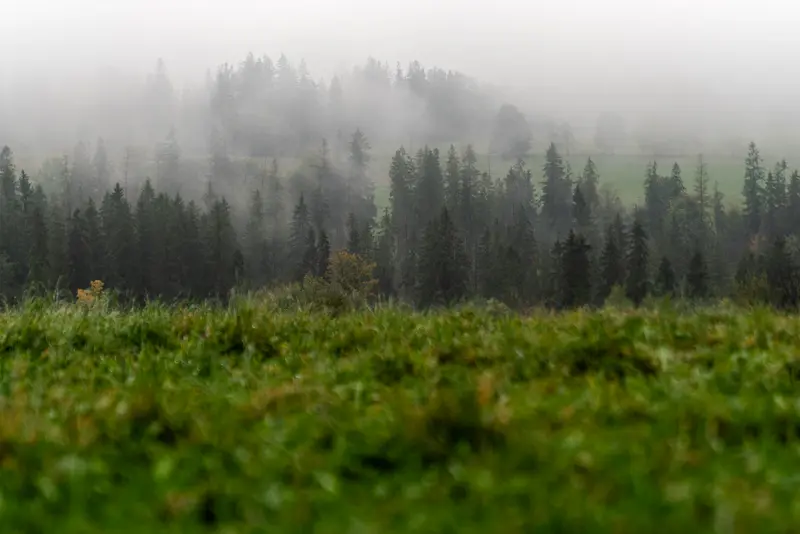 Fog Over the Pasture