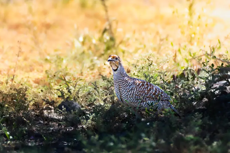 Grey Francolin
