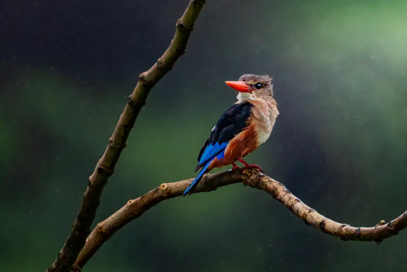 The Kingfisher's Branch