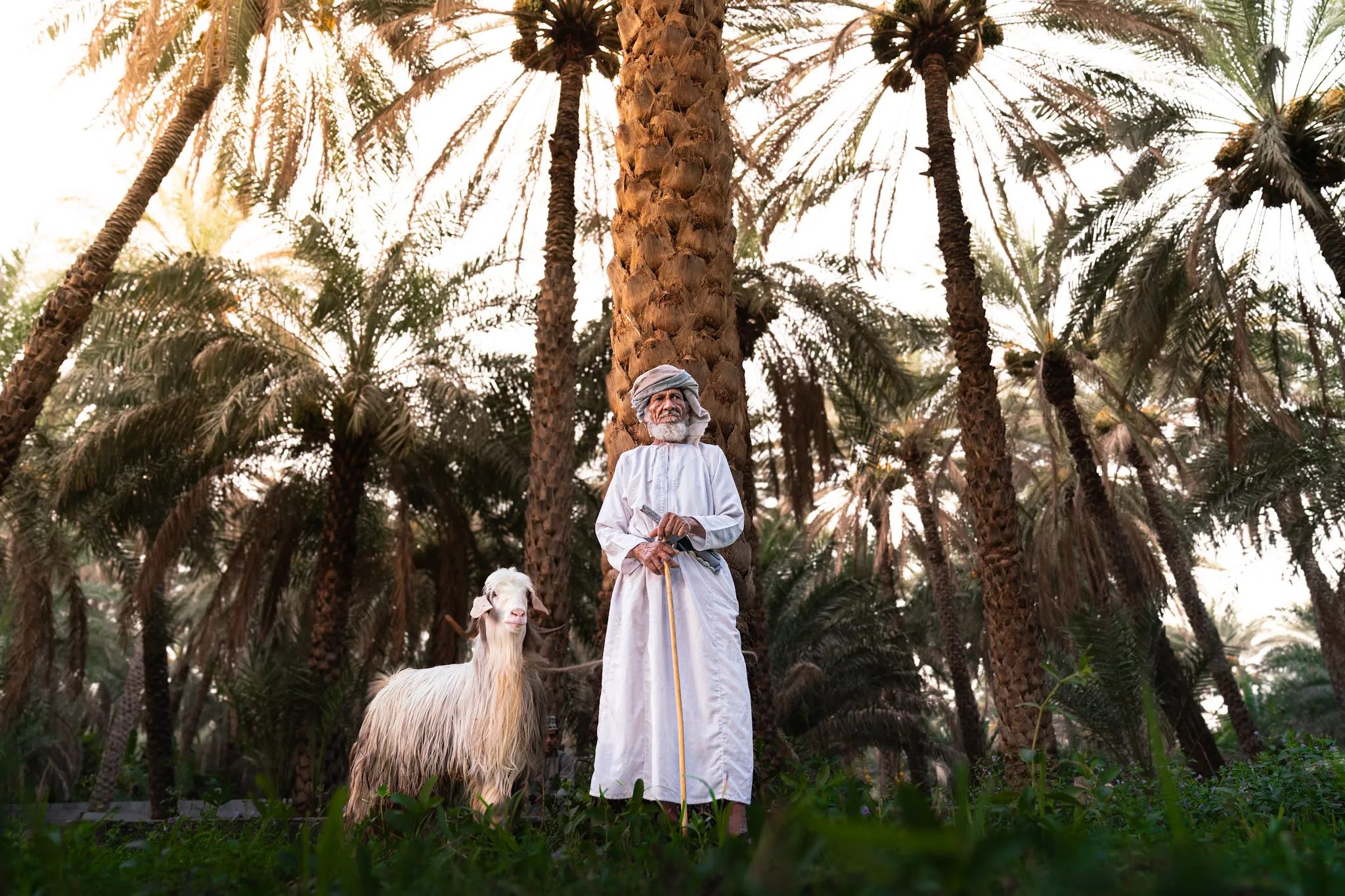 Under the Date Palms