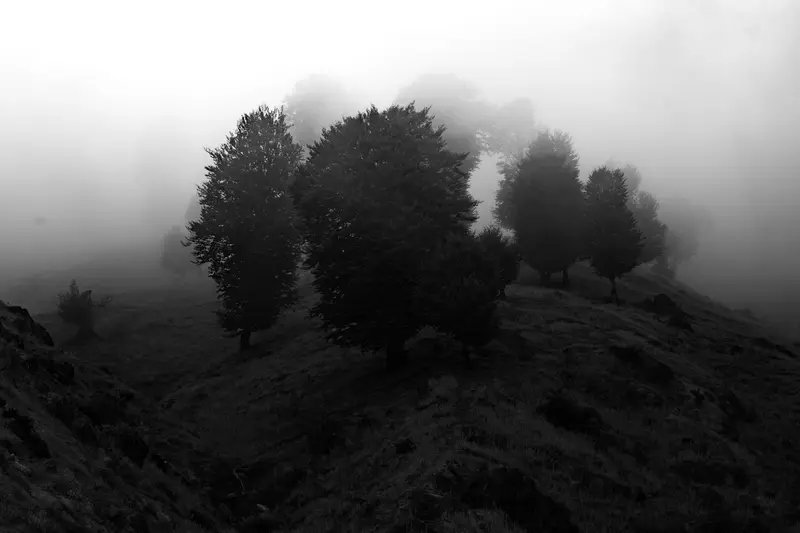 Trees on the Dark Ridge