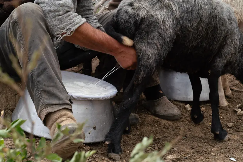 Fresh from the Ewe
