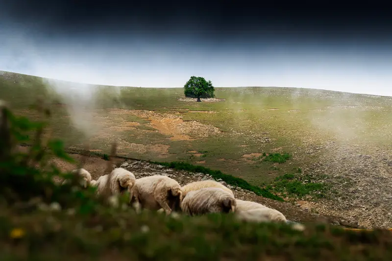 Shepherds