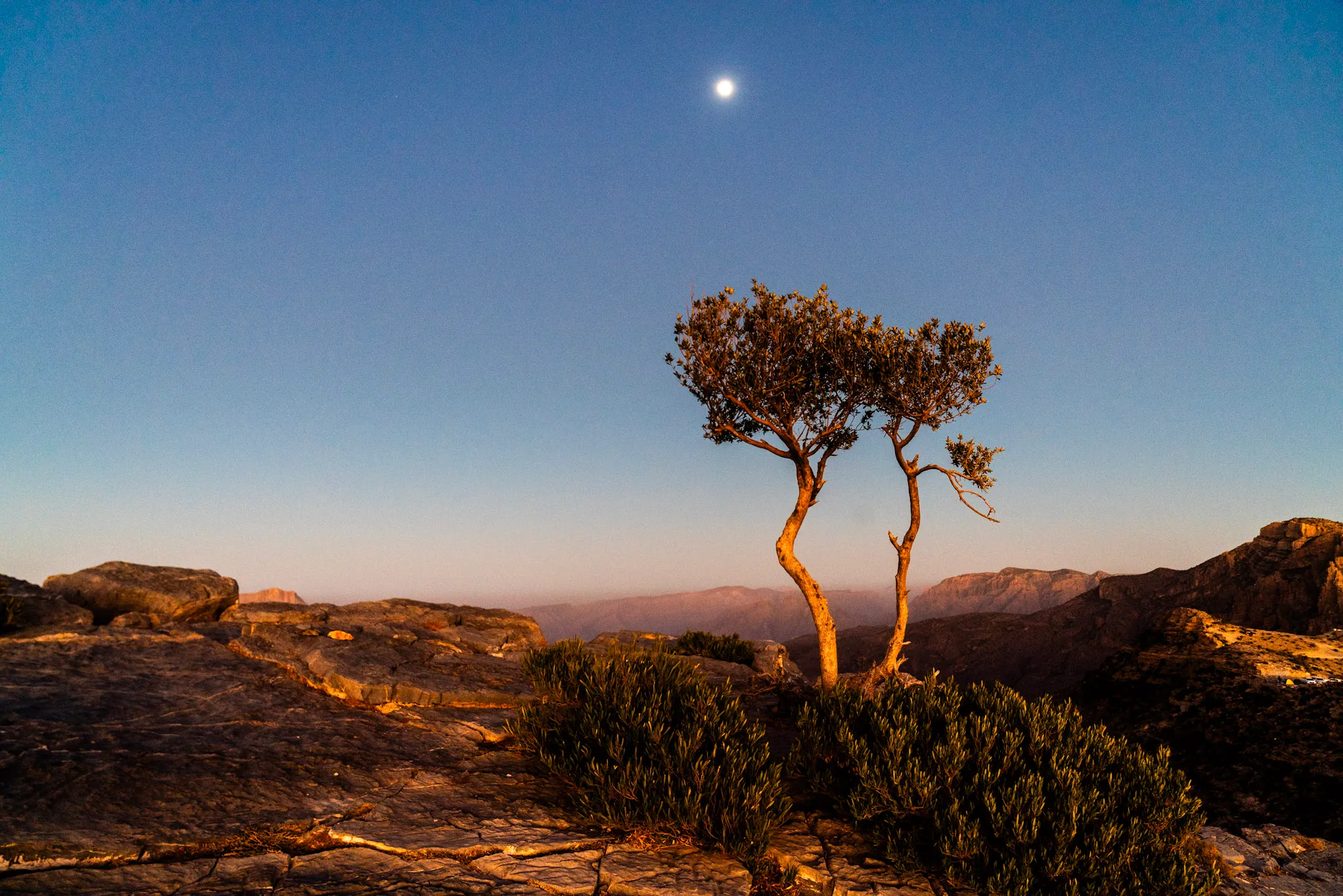 Juniper and Moon