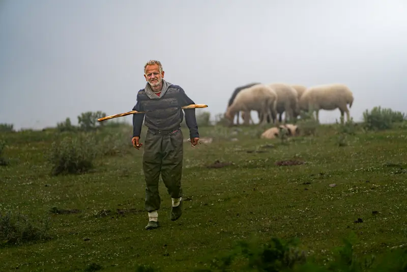 Shepherd in the Mist